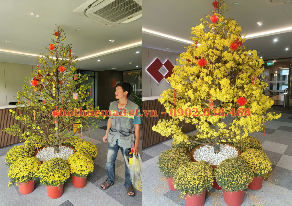 NHỮNG COMBO THUÊ MAI TẾT TẠI MAI VÀNG Ý TƯỞNG MỚI