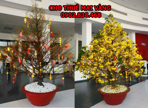 Thuê mai vàng 2019